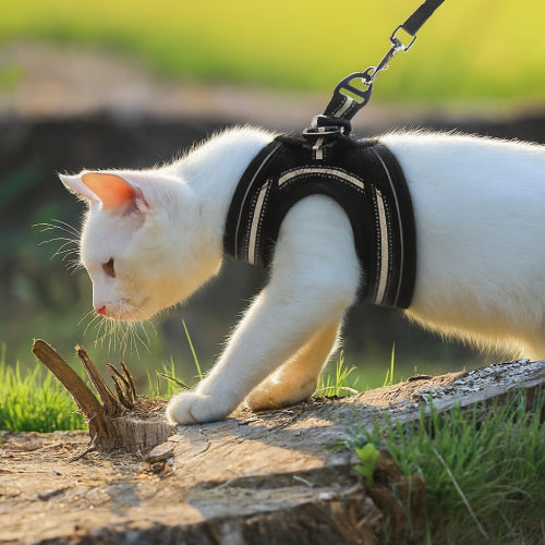 Harnais anti évasion pour chat jardin
