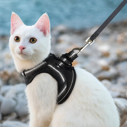 Harnais anti évasion pour chat plage
