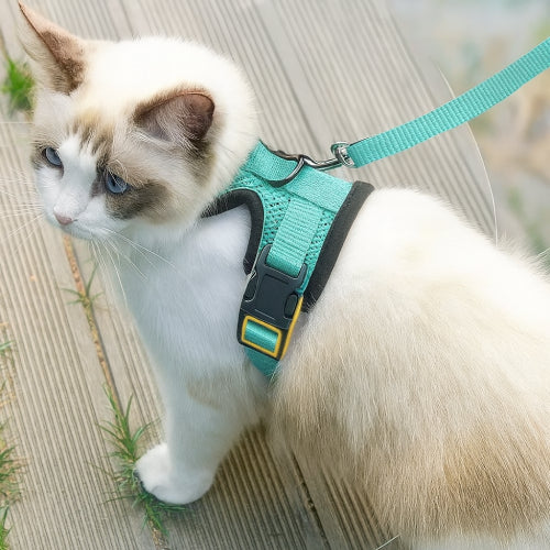 Harnais et laisse pour chat  dos