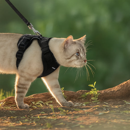 Harnais et laisse pour chat foret