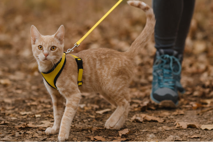 Harnais et laisse pour chat pieds