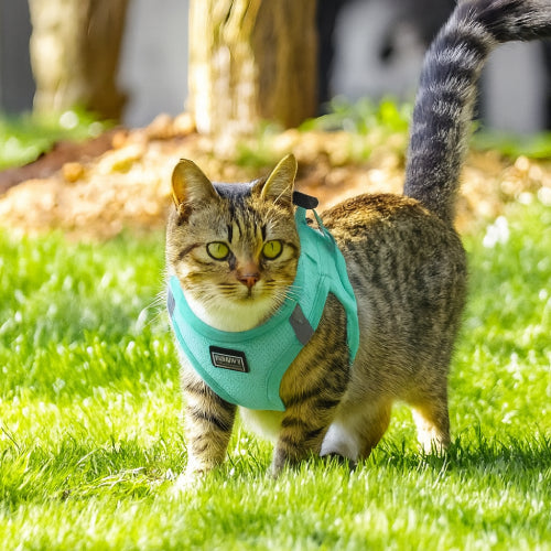 Harnais réfléchissant chat jardin