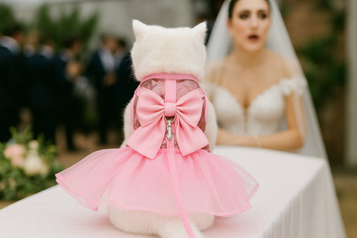 Harnais robe pour chat mariage