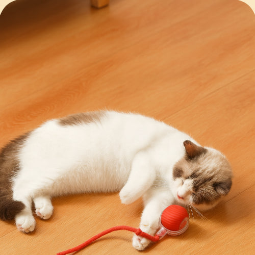 Jouet pour chat pieds 