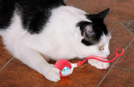 Jouet pour chat - ChatMour