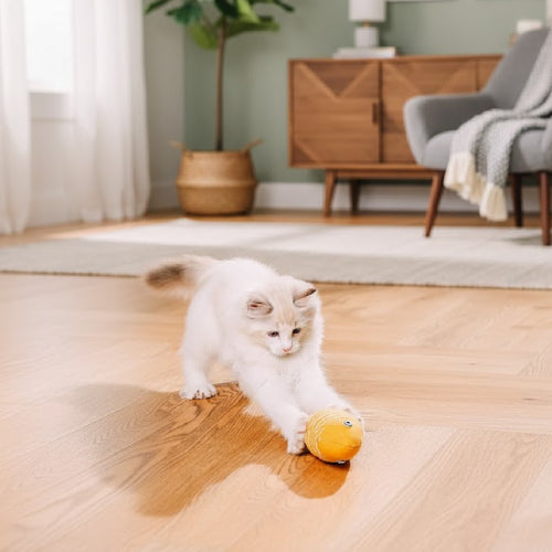 Meilleurs jouets pour chat sol 