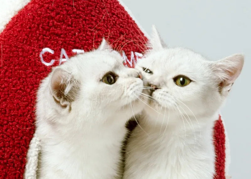 Niche de noël chat bisous 