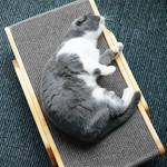 Planche à gratter multifonction pour chat - Vignette | ChatMour