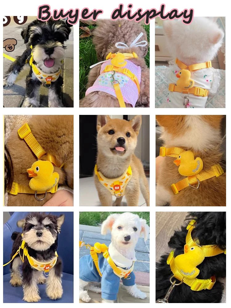 Harnais canard pour chat - ChatMour