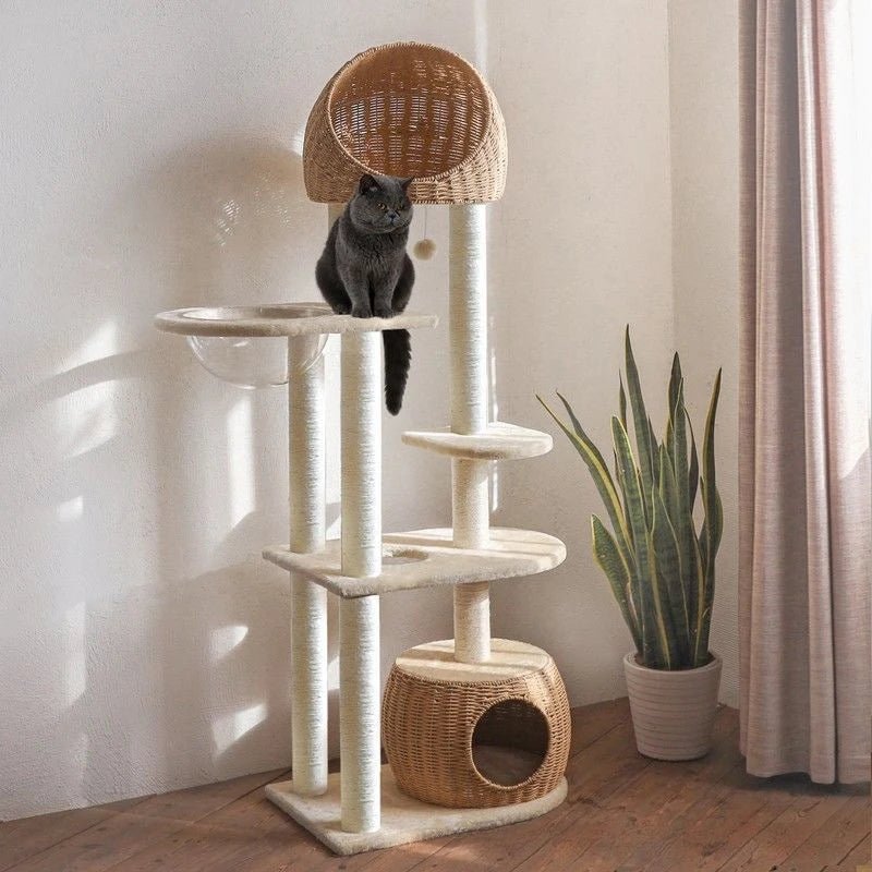 Géant arbre à chat - ChatMour